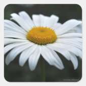 Daisy - Opschieten Vierkante Sticker (Voorkant)