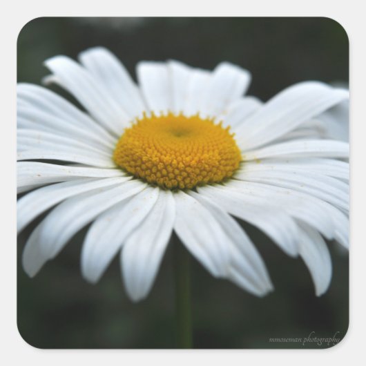 Daisy - Opschieten Vierkante Sticker (Voorkant)