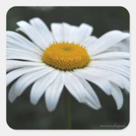 Daisy - Opschieten Vierkante Sticker
