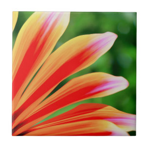 Daisy Petals Tegeltje