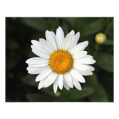 Daisy Photo Foto Afdruk (Voorkant)