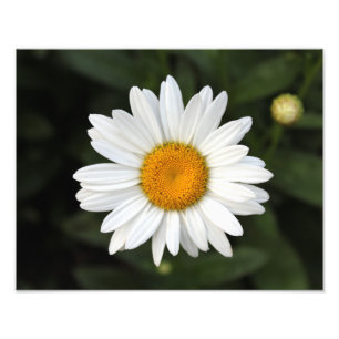 Daisy Photo Foto Afdruk