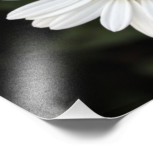 Daisy Photo Foto Afdruk (Hoek)