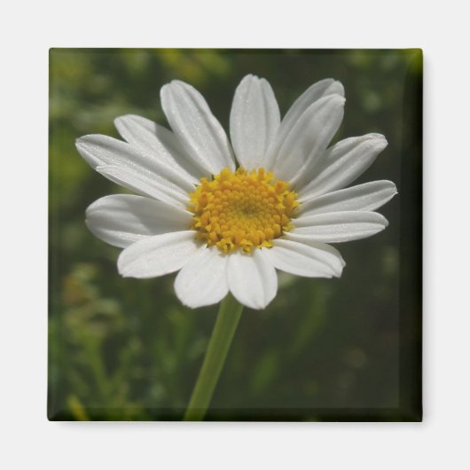 Daisy Photo Magnet (Voorkant)