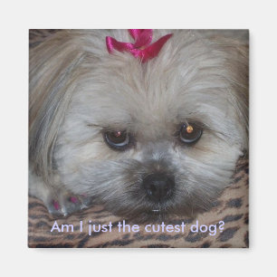 Daisy pic, ben ik gewoon de kutste hond? magneet