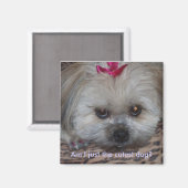 Daisy pic, ben ik gewoon de schattigste hond? magneet (Voorkant / Achterkant)