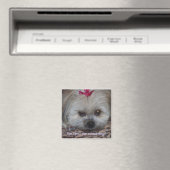 Daisy pic, ben ik gewoon de schattigste hond? magneet (Insitu (Vaatwasser))