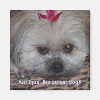 Daisy pic, ben ik gewoon de schattigste hond? magneet