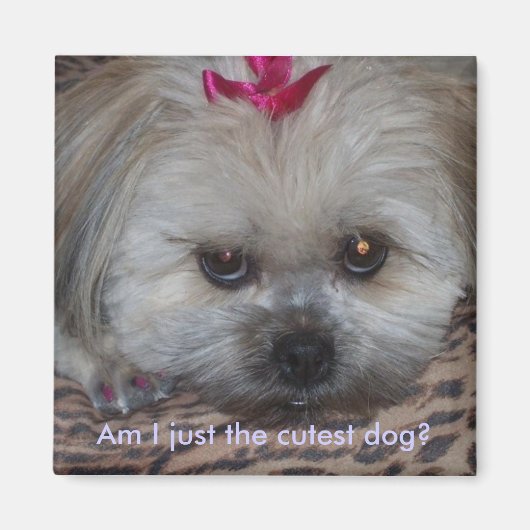 Daisy pic, ben ik gewoon de schattigste hond? magneet (Voorkant)