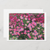 Daisy Pink (Voorkant / Achterkant)