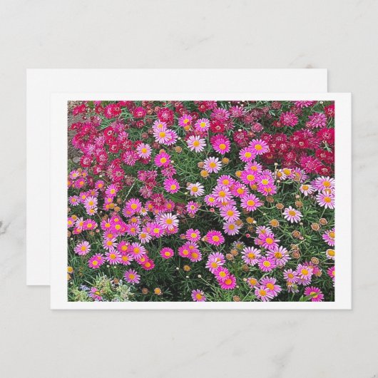 Daisy Pink (Voorkant / Achterkant)