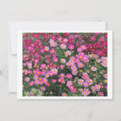 Daisy Pink (Voorkant)