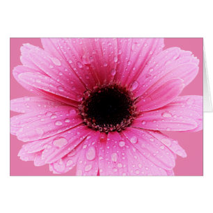 Daisy Pink met regendruppels