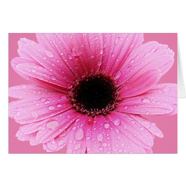 Daisy Pink met regendruppels (Voorkant Horizontaal)