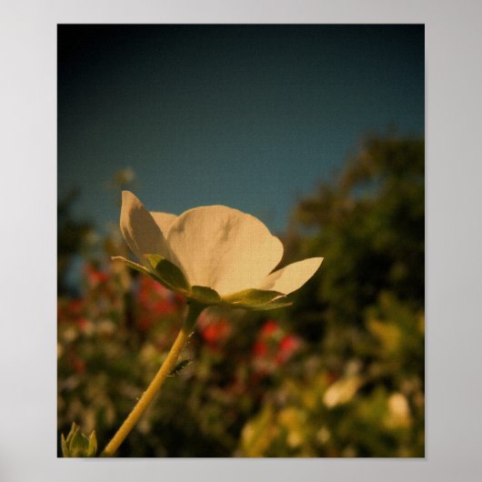 Daisy Poster (Voorkant)