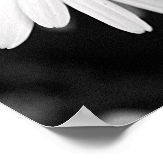 Daisy Poster (Hoek)