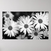 Daisy Poster (Voorkant)