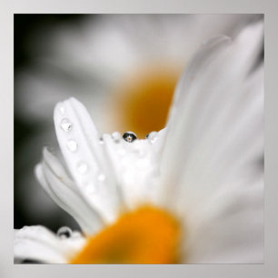Daisy Poster
