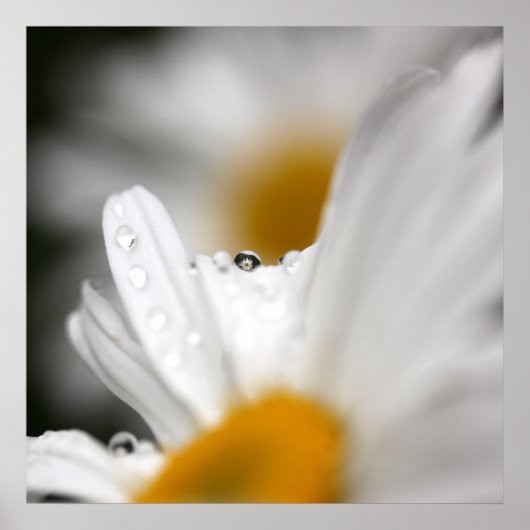 Daisy Poster (Voorkant)