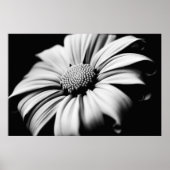 Daisy Poster (Voorkant)