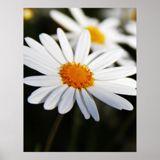 Daisy Poster (Voorkant)