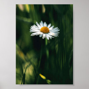 Daisy Poster - afbeelding van hoge kwaliteit
