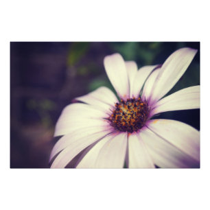 Daisy print. foto afdruk