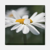 Daisy profiel magneet (Voorkant)