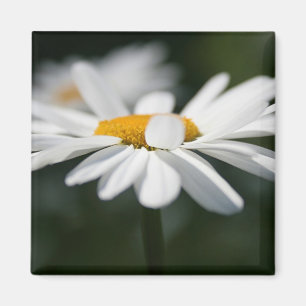 Daisy profiel magneet