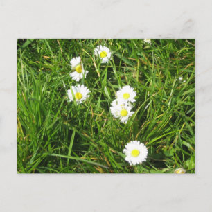 Daisy resh briefkaart