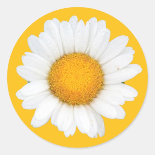 Daisy Ronde Sticker (Voorkant)