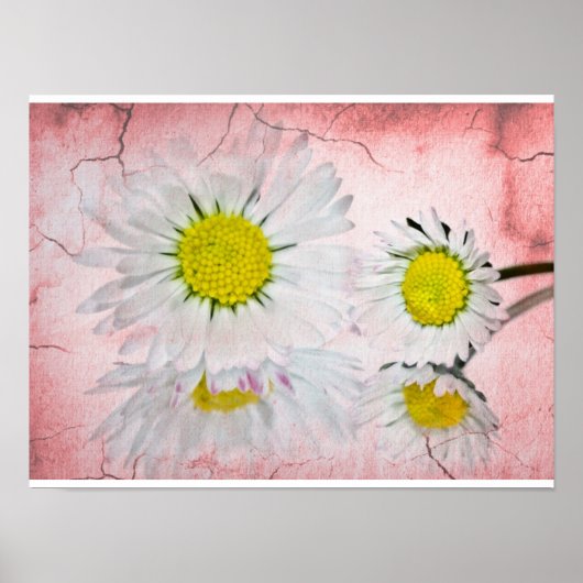 Daisy Roze  Bloesems Elegant Chic Modieus Bloemig Poster (Voorkant)