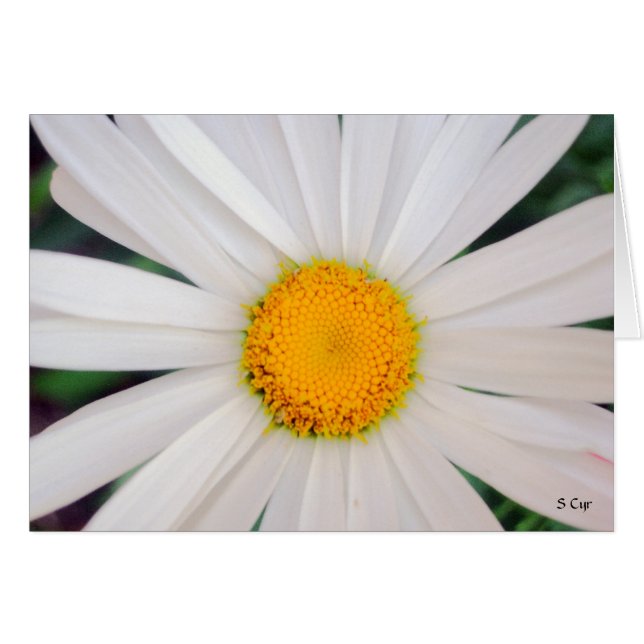 Daisy, S Cyr (Voorkant Horizontaal)