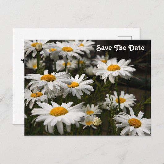 Daisy Save the Date Briefkaart (Voorkant / Achterkant)
