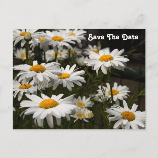 Daisy Save the Date Briefkaart (Voorkant)