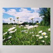 Daisy Sky Poster (Voorkant)