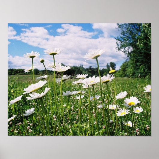 Daisy Sky Poster (Voorkant)