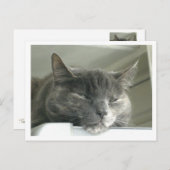 Daisy Slapeping Briefkaart (Voorkant / Achterkant)