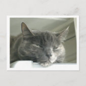 Daisy Slapeping Briefkaart (Voorkant)