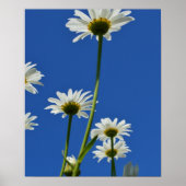 Daisy Stems Blue Sky Foto Poster (Voorkant)