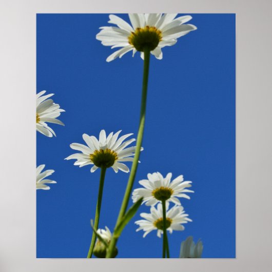 Daisy Stems Blue Sky Foto Poster (Voorkant)