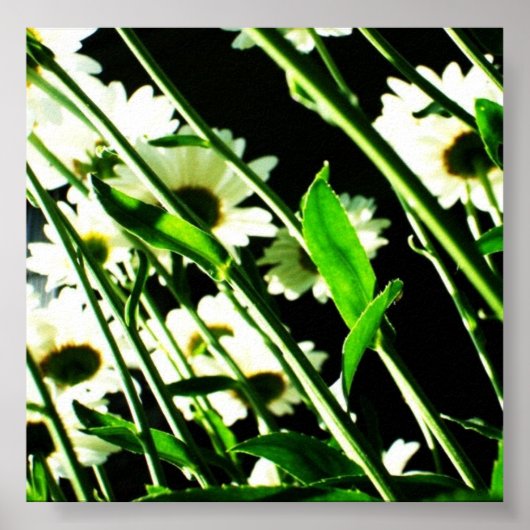 Daisy Stems Poster (Voorkant)