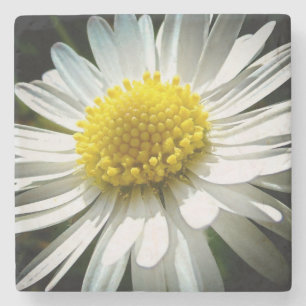 Daisy Stenen Onderzetter