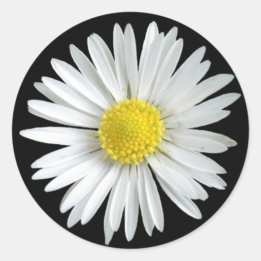 Daisy Sticker (Voorkant)
