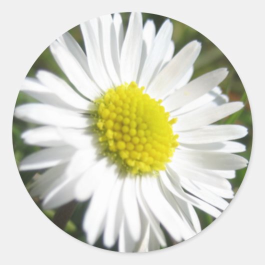 Daisy Sticker (Voorkant)