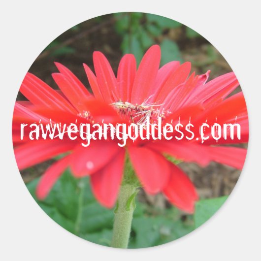 Daisy Sticker (Voorkant)