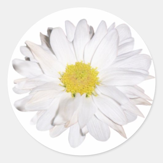 Daisy Sticker (Voorkant)