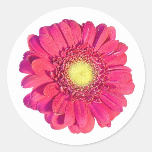 daisy sticker (Voorkant)