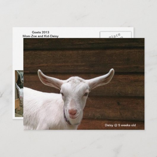 Daisy the Kind Goat Briefkaart (Voorkant / Achterkant)