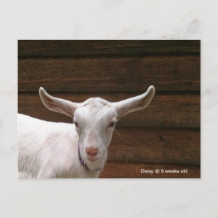 Daisy the Kind Goat Briefkaart